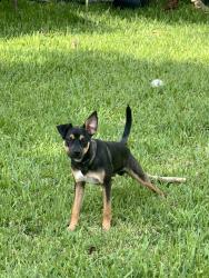 Lost Male Dog last seen Fasulo park, Florida City, FL 33034