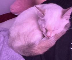 Lost Female Cat last seen Sanderson, San Jacinto, CA 92582