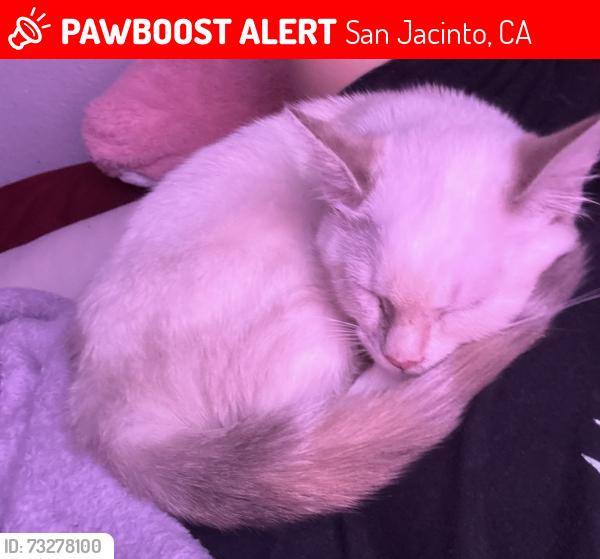 Lost Female Cat last seen Sanderson, San Jacinto, CA 92582