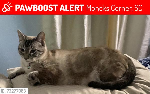 Lost Male Cat last seen Topsaw & Foxbank Blvd, Moncks Corner, SC 29461