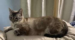 Lost Male Cat last seen Topsaw & Foxbank Blvd, Moncks Corner, SC 29461