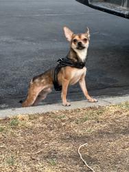 Found/Stray Male Dog last seen First spotted on 27th and Brighton, Los Angeles, CA 90018
