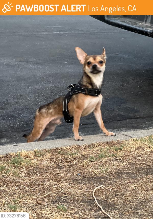 Found/Stray Male Dog last seen First spotted on 27th and Brighton, Los Angeles, CA 90018