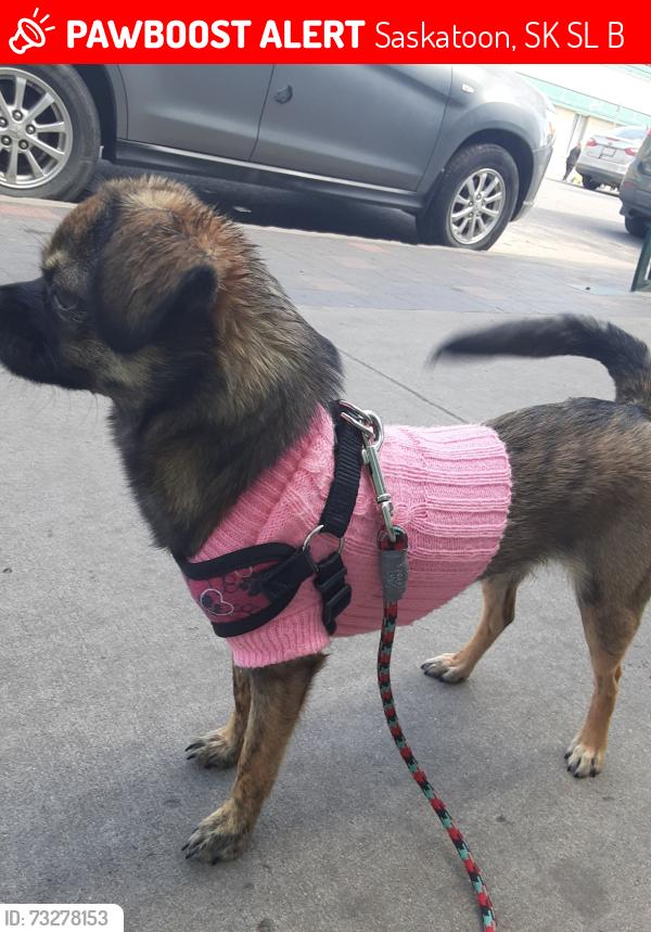 Lost Female Dog last seen 23rd st + ave B north, Saskatoon, SK S7L 0B6