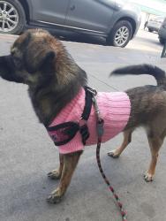 Lost Female Dog last seen 23rd st + ave B north, Saskatoon, SK S7L 0B6