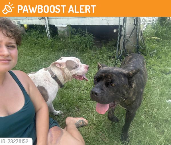 Found/Stray Male Dog last seen La 16 and Whittington Rd, Livingston Parish, LA 70726