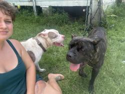 Found/Stray Male Dog last seen La 16 and Whittington Rd, Livingston Parish, LA 70726