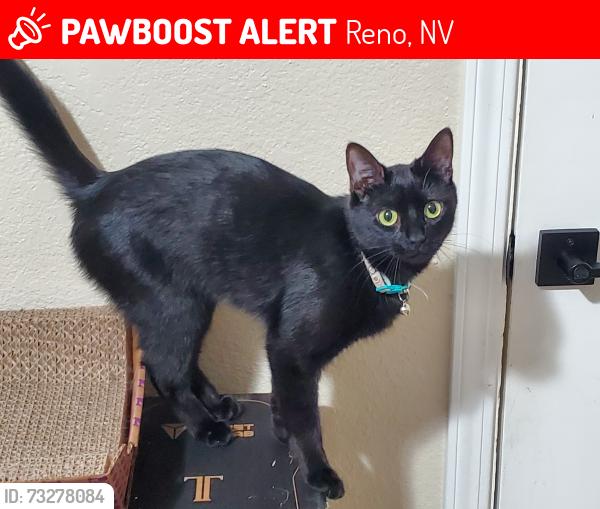 Lost Female Cat last seen She went somewhere behind the Palomino apmts near the small river, Reno, NV 89521