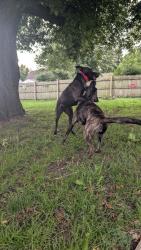 Reunited Female Dog last seen Laurel and black also around Midland and black, Joliet, IL 60435