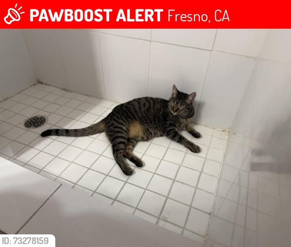 Lost Female Cat last seen East El Paso ave, Fresno, CA 93720