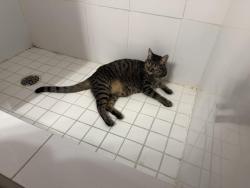 Lost Female Cat last seen East El Paso ave, Fresno, CA 93720