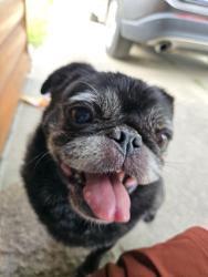 Reunited Unknown Dog last seen Oregon twp hall, Oregon Township, MI 48446