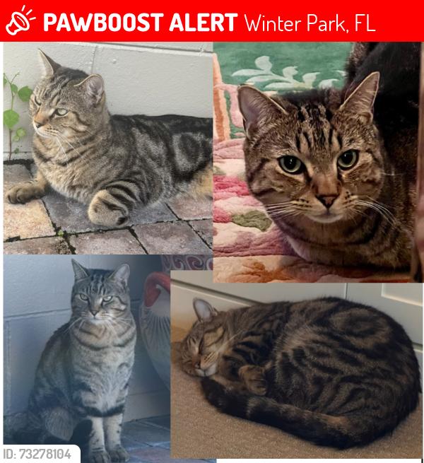 Lost Male Cat last seen Winter Park Hills neighborhood off Howell Branch near Temple Drive and Casselberry, Winter Park, FL 32789