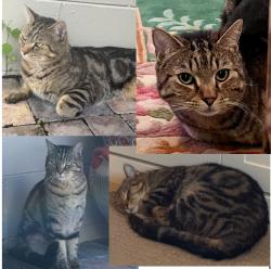 Lost Male Cat last seen Winter Park Hills neighborhood off Howell Branch near Temple Drive and Casselberry, Winter Park, FL 32789