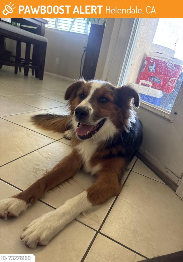 Found/Stray Male Dog last seen Helendale road and Smithson, Helendale, CA 92342