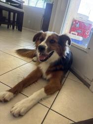 Found/Stray Male Dog last seen Helendale road and Smithson, Helendale, CA 92342
