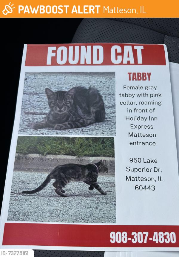 Found/Stray Female Cat last seen Bushes In front of Holiday Inn Matteson, Matteson, IL 60443