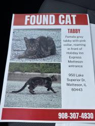 Found/Stray Female Cat last seen Bushes In front of Holiday Inn Matteson, Matteson, IL 60443