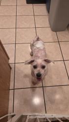 Found/Stray Unknown Dog last seen Near street and atlantic ave, Queens, NY 11418