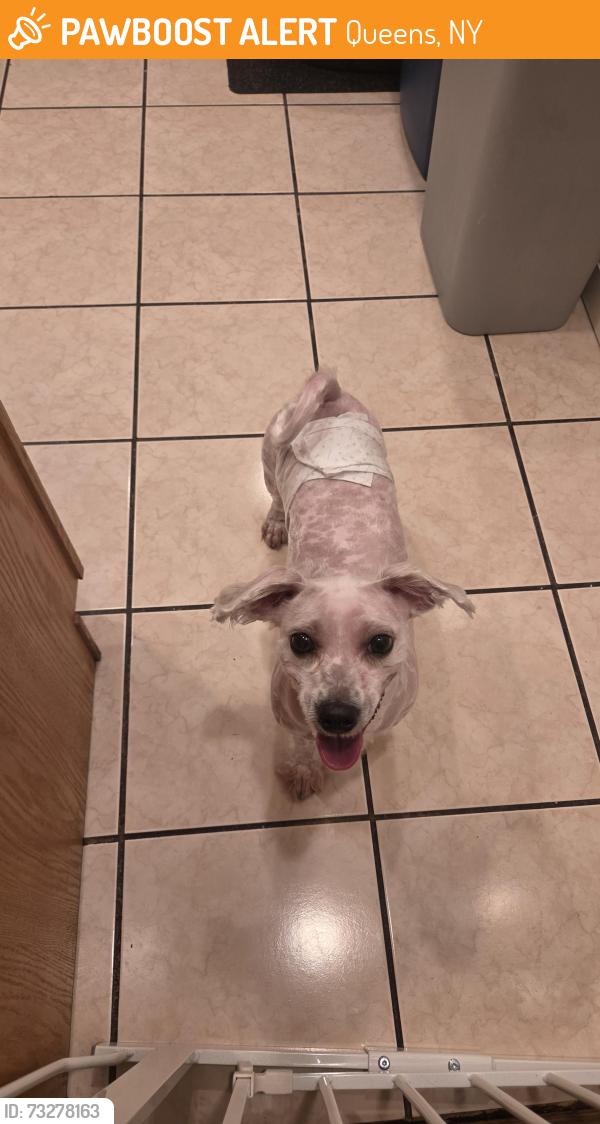 Found/Stray Unknown Dog last seen Near street and atlantic ave, Queens, NY 11418