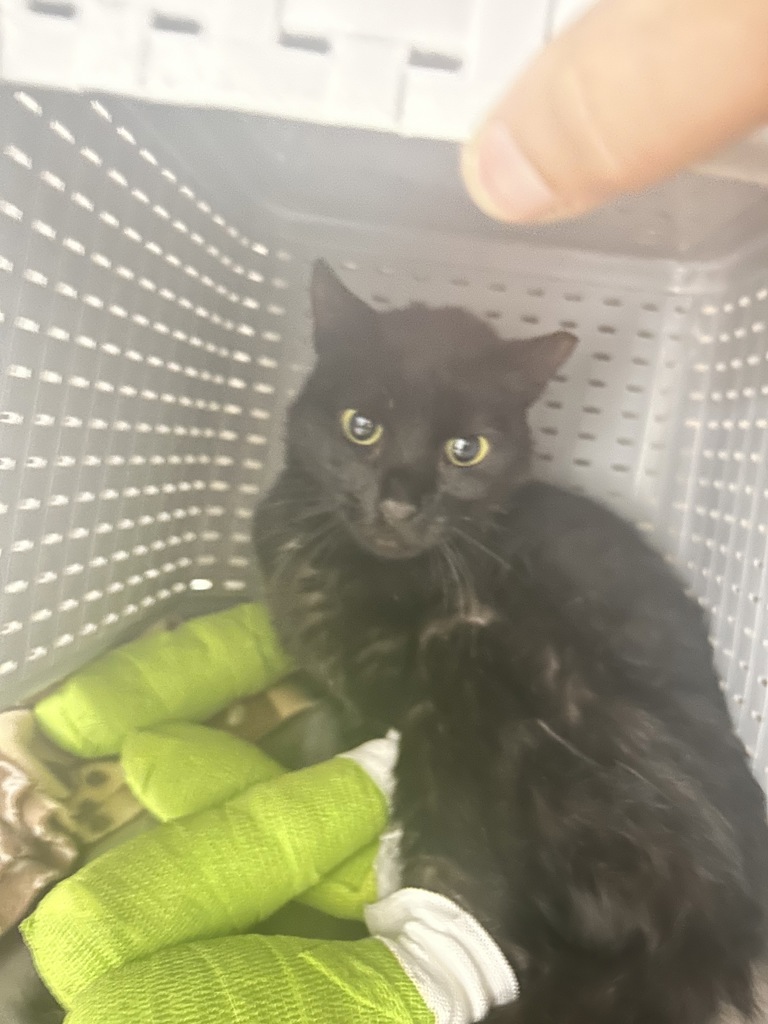 Shelter Stray Female Cat last seen WA, 6815 E Trent Ave, Spokane, WA 99212, USA