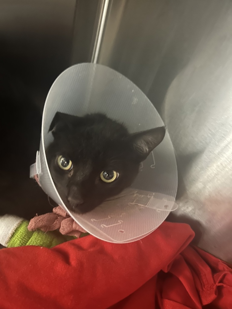 Shelter Stray Male Cat last seen Near N Conestoga, SPOKANE, WA, 99208, 6815 E Trent Ave, Spokane, WA 99212, USA