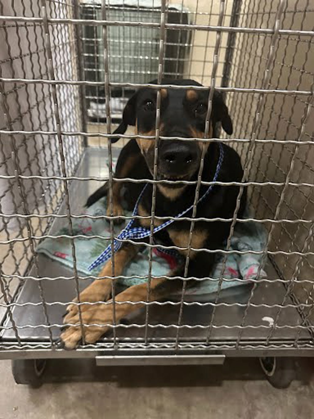 Shelter Stray Female Dog last seen Goforth Road, KYLE, TX, 78640, 7201 Levander Loop bldg a, Austin, TX 78702, USA