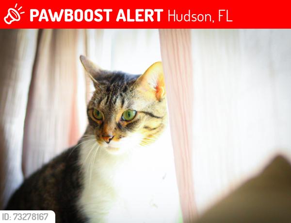 Lost Female Cat last seen Krysher and 19, Hudson, FL 34667