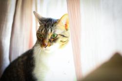 Lost Female Cat last seen Krysher and 19, Hudson, FL 34667