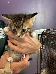 Shelter Stray Female Cat last seen Apt 61,59 N Chicago Street, SALT LAKE CITY, UT, 84102, 511 W 3900 S, Salt Lake City, UT 84123, USA
