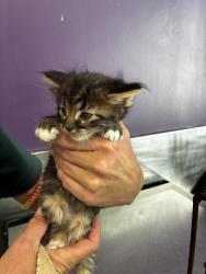 Shelter Stray Male Cat last seen Apt 61,59 N Chicago Street, SALT LAKE CITY, UT, 84102, 511 W 3900 S, Salt Lake City, UT 84123, USA