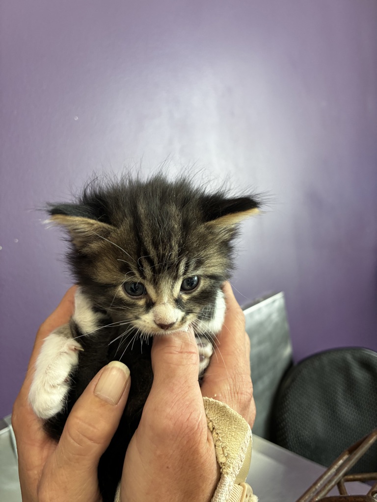 Shelter Stray Female Cat last seen Apt 61,59 N Chicago Street, SALT LAKE CITY, UT, 84102, 511 W 3900 S, Salt Lake City, UT 84123, USA