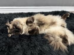 Reunited Male Cat last seen Creditview Rd and Britannia Rd W, Mississauga, ON L5N 4P8