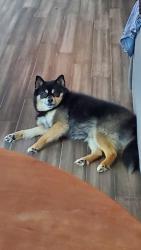 Reunited Male Dog last seen Sargent Road, McGinnis Ferry Road, 985 Cherringham Ct, Alpharetta, GA 30005