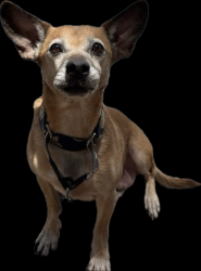 Lost Male Dog last seen Vista Grande Elementary, El Cajon, CA 92019