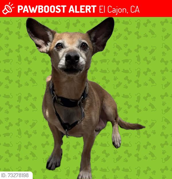 Lost Male Dog last seen Vista Grande Elementary, El Cajon, CA 92019