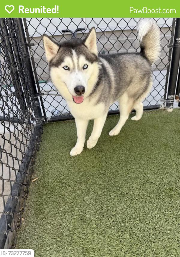 Reunited Female Dog last seen Calcite Dr Fort Worth, TX 76131, Fort Worth, TX 76131