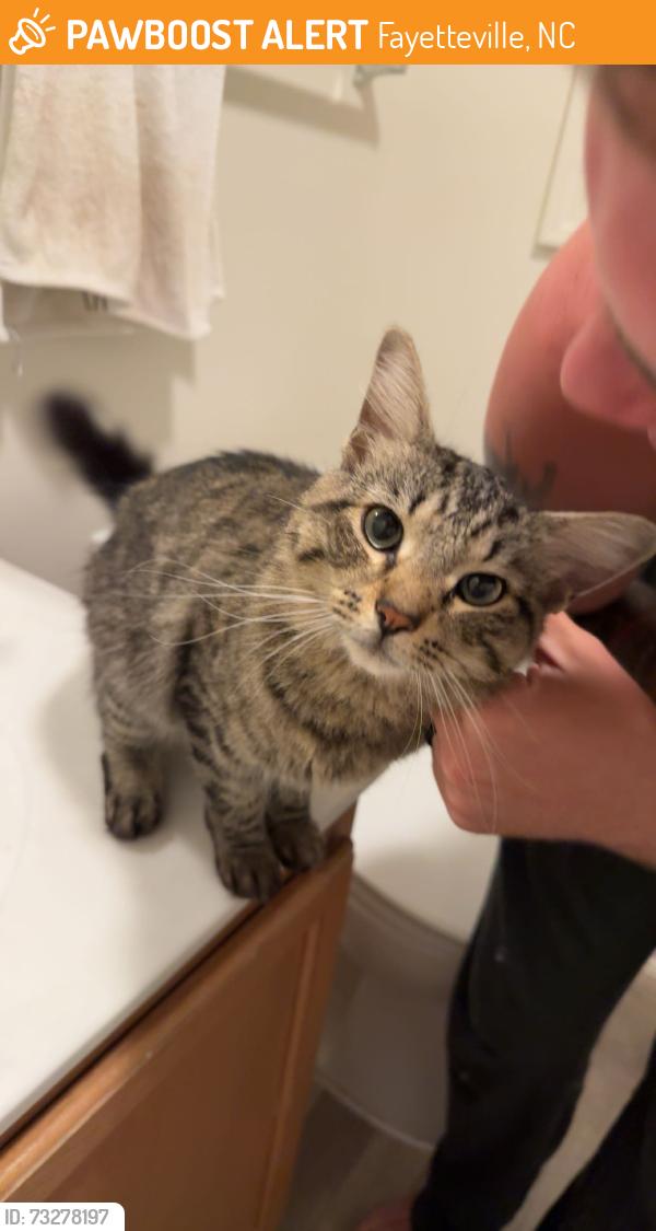 Found/Stray Male Cat last seen Volturno street, Fayetteville, NC 28307