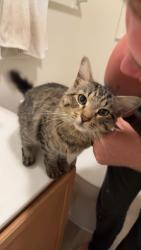 Found/Stray Male Cat last seen Volturno street, Fayetteville, NC 28307