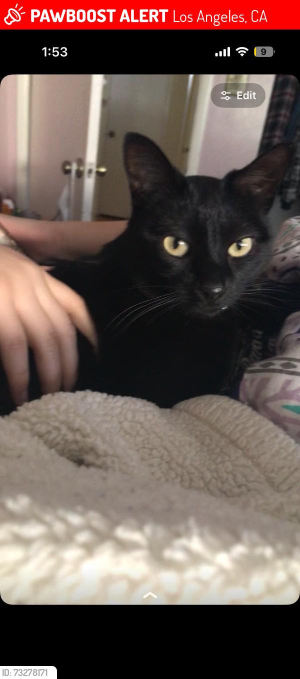 Lost Female Cat last seen Seven hills dr, Los Angeles, CA 91042