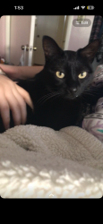 Lost Female Cat last seen Seven hills dr, Los Angeles, CA 91042