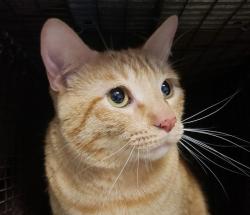 Lost Male Cat last seen Paseo Anastasia and Tres Arroys, Avra Valley, AZ 85653