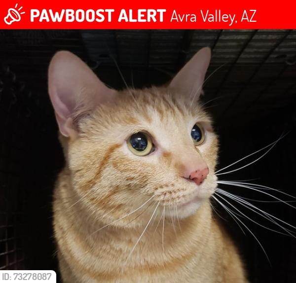 Lost Male Cat last seen Paseo Anastasia and Tres Arroys, Avra Valley, AZ 85653