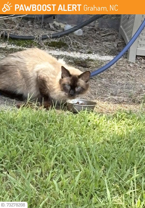 Found/Stray Male Cat last seen Intersection of Highway 87 and Moore's Chapel Cemetery Road, Graham, NC 27253
