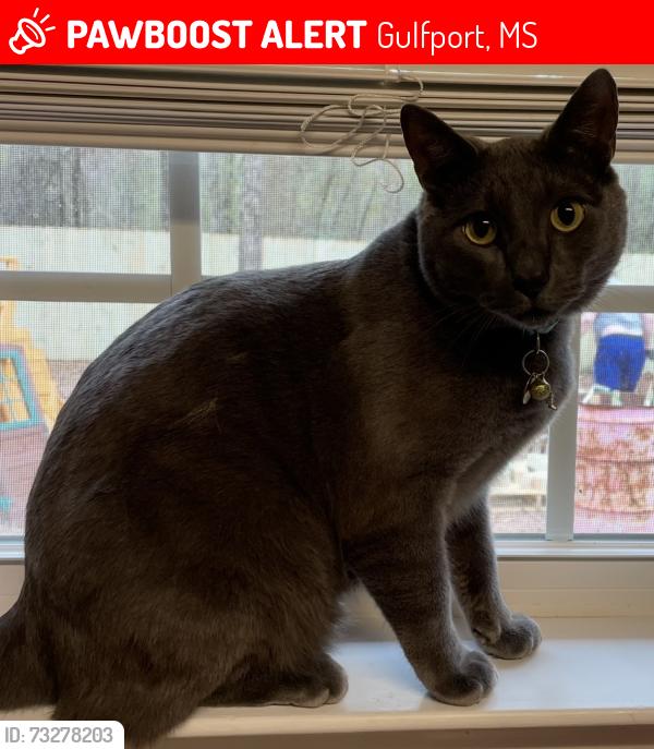 Lost Male Cat last seen Near Crown Rd Gulfport Ms 39503, Gulfport, MS 39503