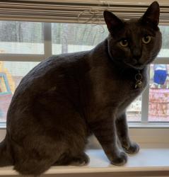 Lost Male Cat last seen Near Crown Rd Gulfport Ms 39503, Gulfport, MS 39503