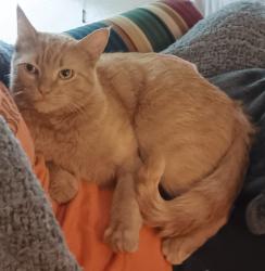 Reunited Male Cat last seen Near Silverpine Rd, Glenview, IL, Glenview, IL 60025