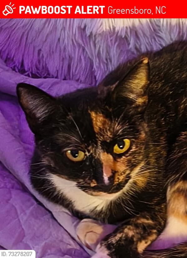 Lost Female Cat last seen W. Montcastle Dr and Winchester Dr, Greensboro, NC 27406
