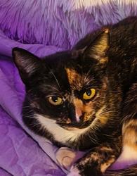 Lost Female Cat last seen W. Montcastle Dr and Winchester Dr, Greensboro, NC 27406