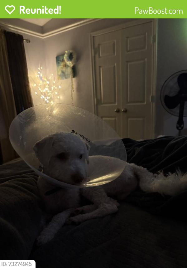 Reunited Male Dog last seen Boudreaux Rd, Tomball, TX, USA, Tomball, TX 77375